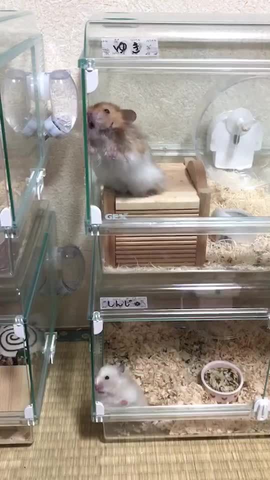 TikTok video thumbnail by aguchannel