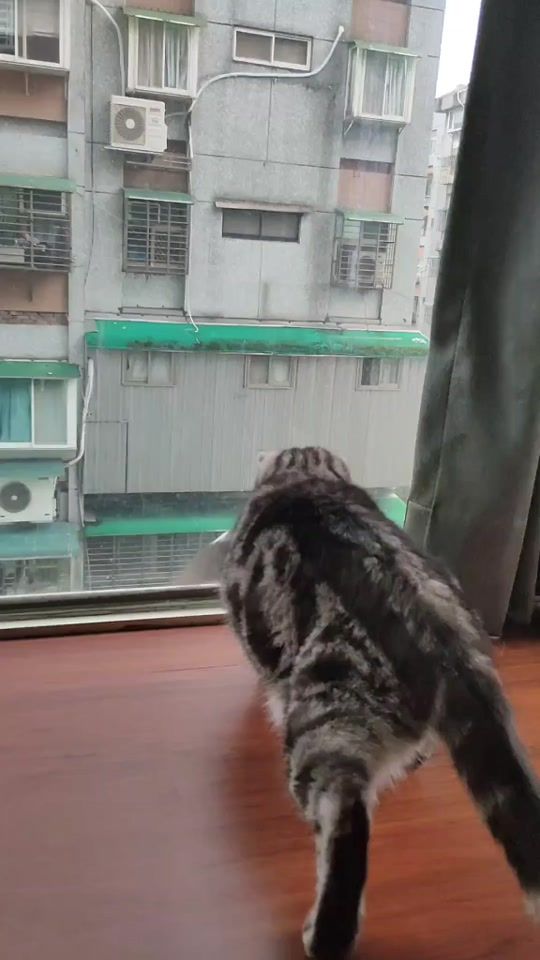 TikTok video thumbnail by leetiger0806