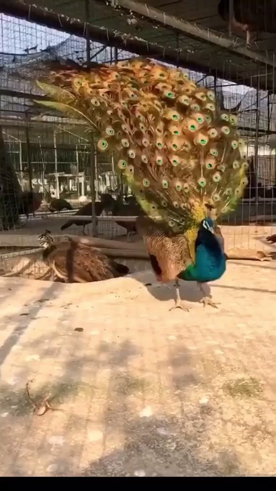 TikTok video thumbnail by tungson251