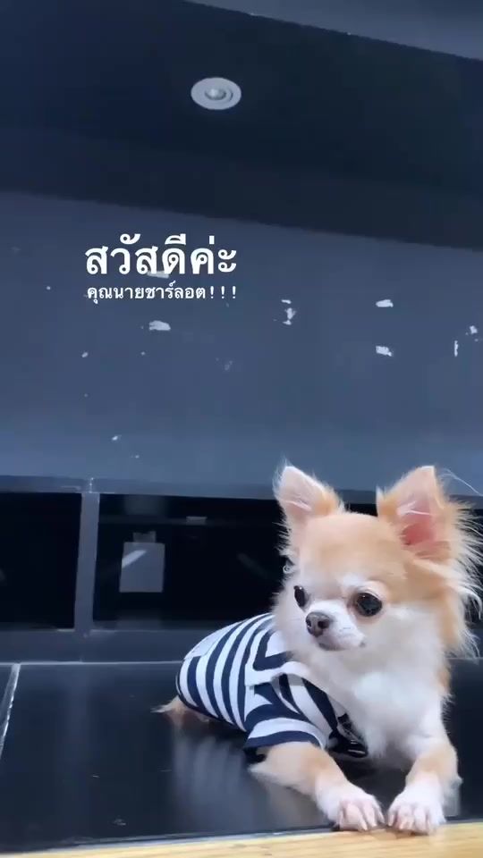 TikTok video thumbnail by ananyaaommm