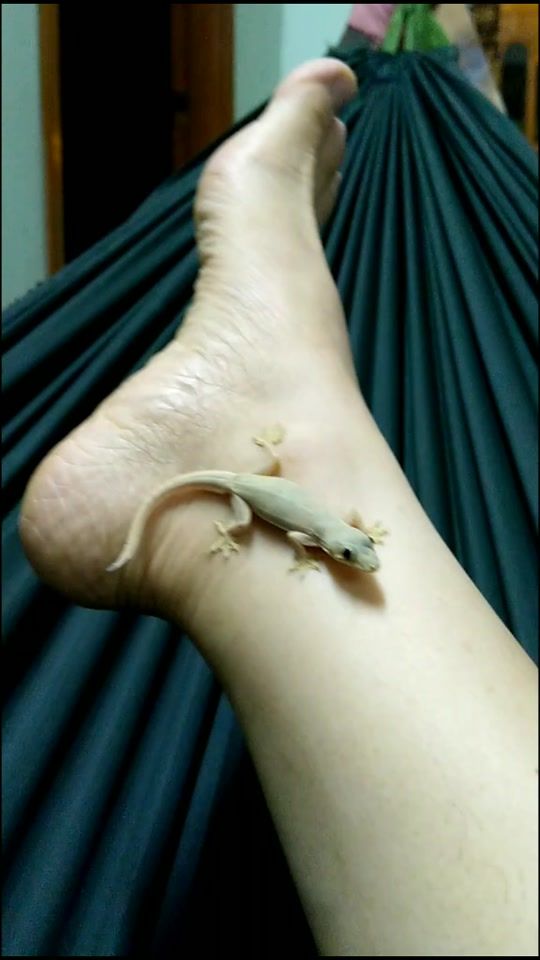 TikTok video thumbnail by hoaxuan_1988