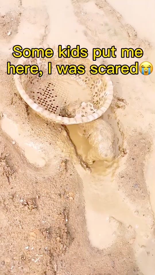 TikTok video thumbnail by cutedog8899