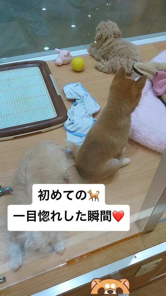 TikTok video thumbnail by asahi402anko