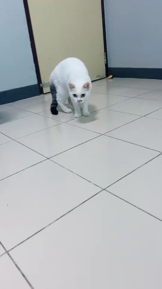 TikTok video thumbnail by oomsin9875