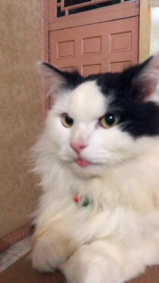 TikTok video thumbnail by bumbblegii