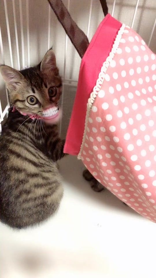 TikTok video thumbnail by yuzupooooon