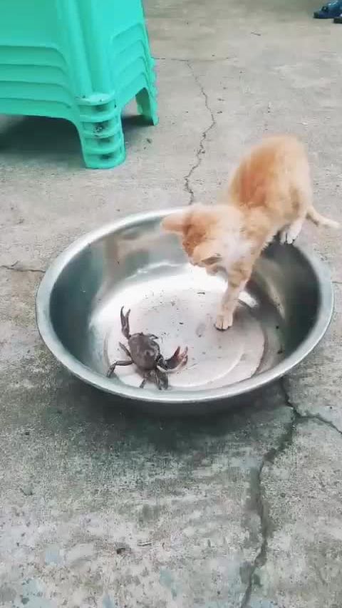 TikTok video thumbnail by alice12032001