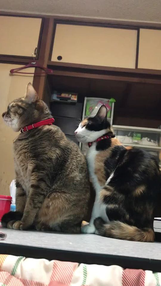 TikTok video thumbnail by tarugi0210seven