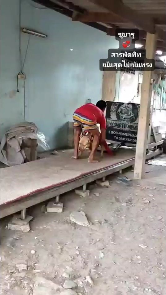 TikTok video thumbnail by cakepitbull