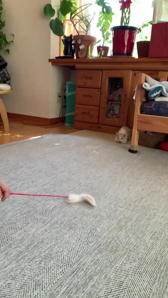 TikTok video thumbnail by cattakusan12