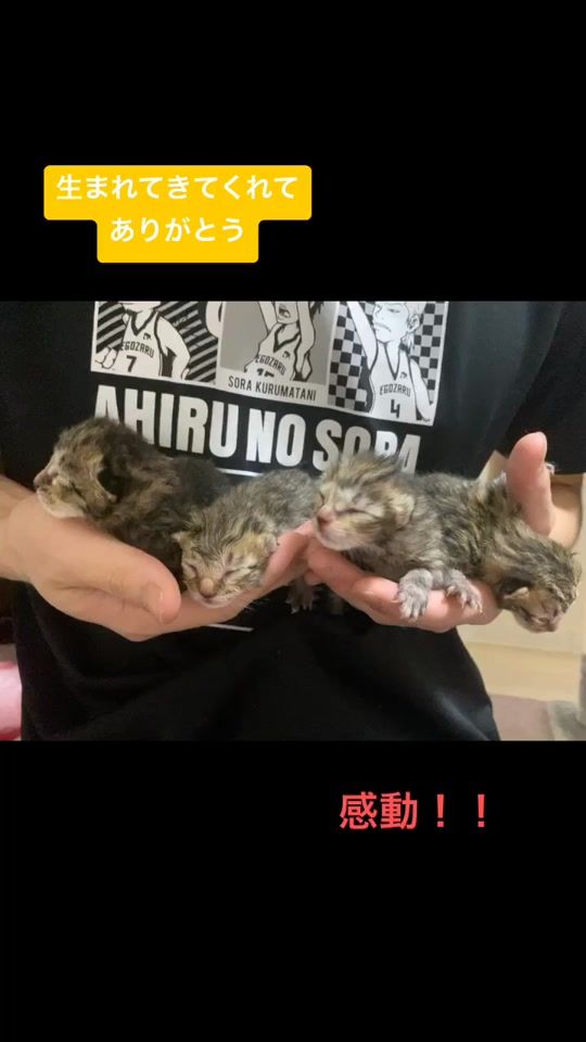 TikTok video thumbnail by everyone_ren_