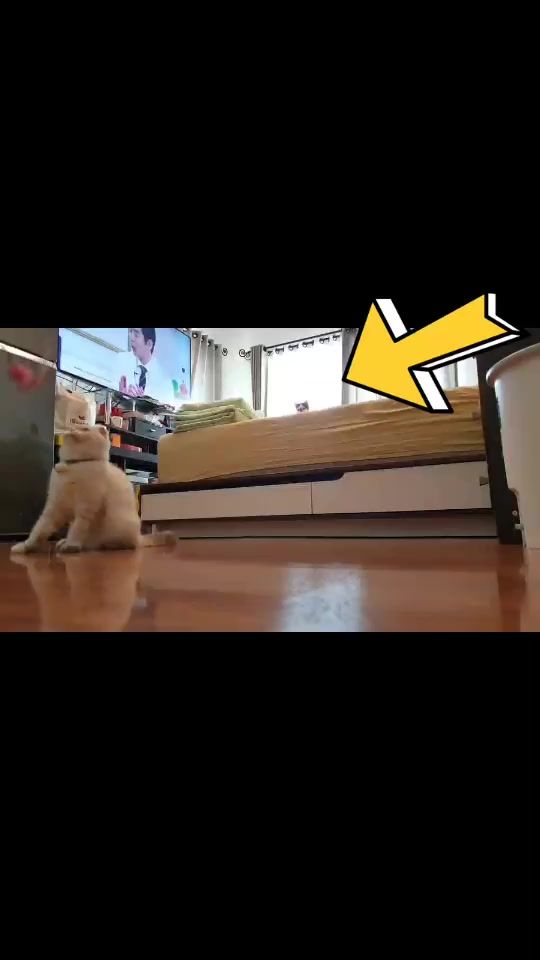 TikTok video thumbnail by 30706729673act