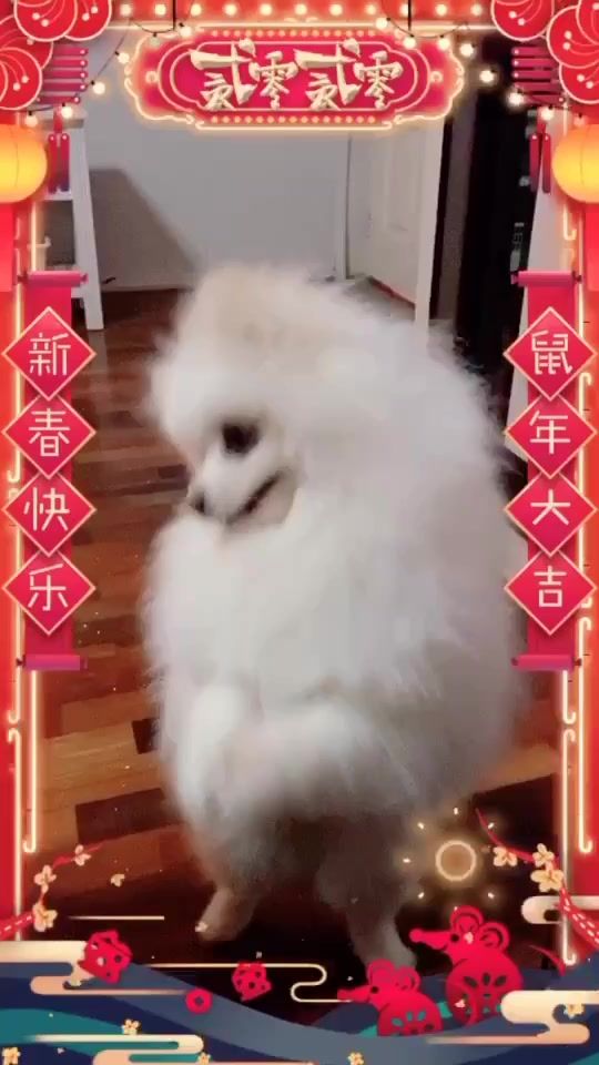 TikTok video thumbnail by cutepets07