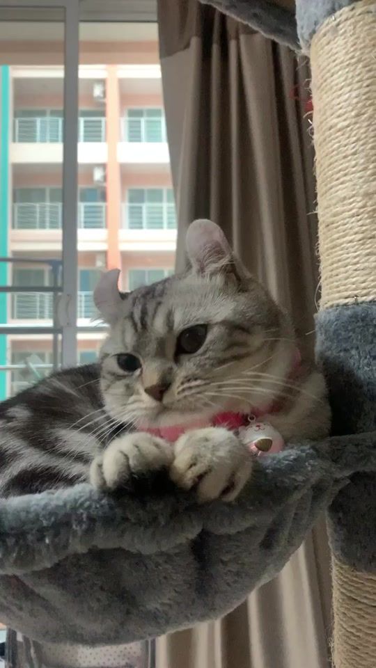 TikTok video thumbnail by callmemangoooooo