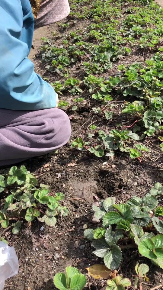 TikTok video thumbnail by hana32321