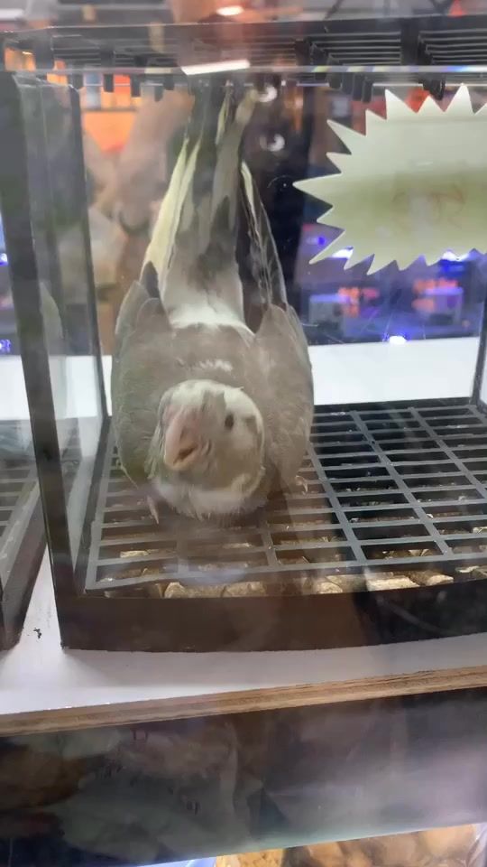 TikTok video thumbnail by hui890222