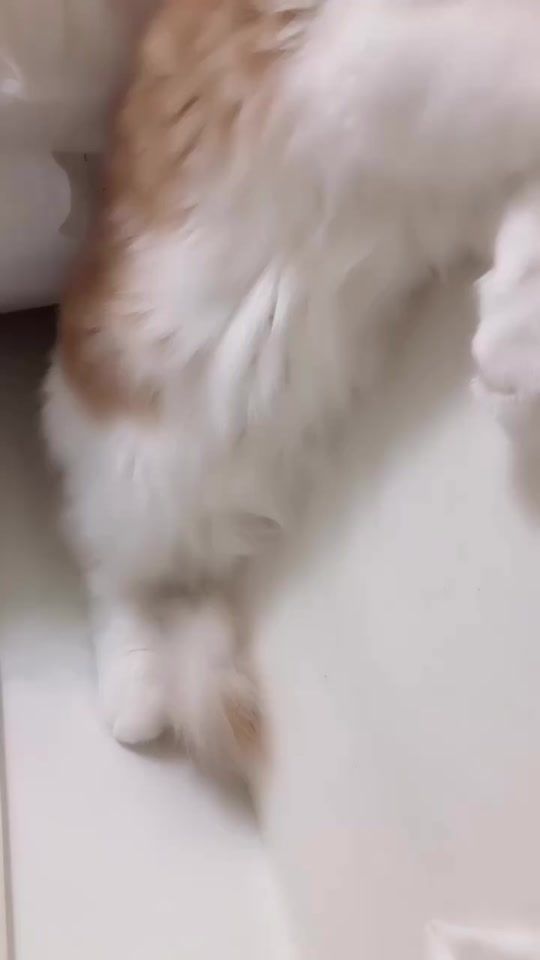 TikTok video thumbnail by pon_rabbit_
