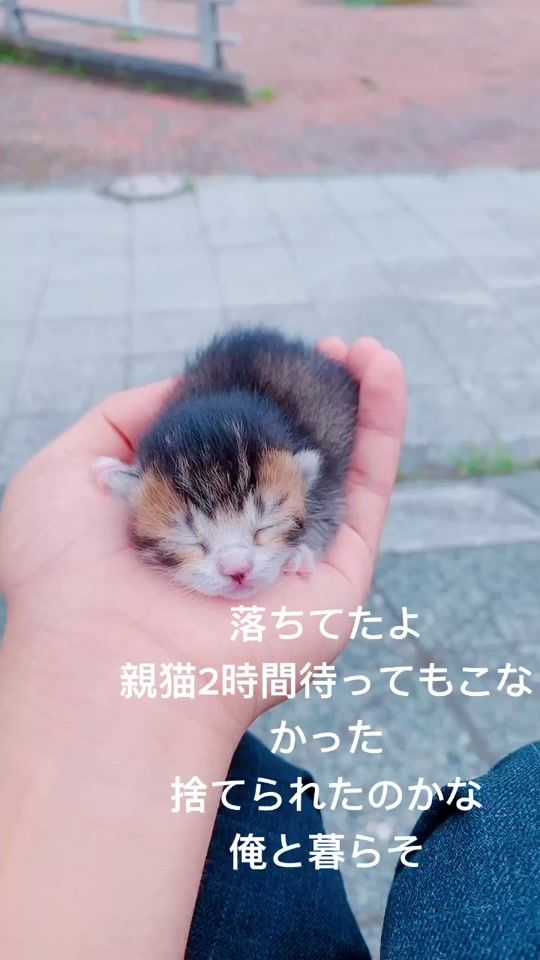 TikTok video thumbnail by waraunayo2525