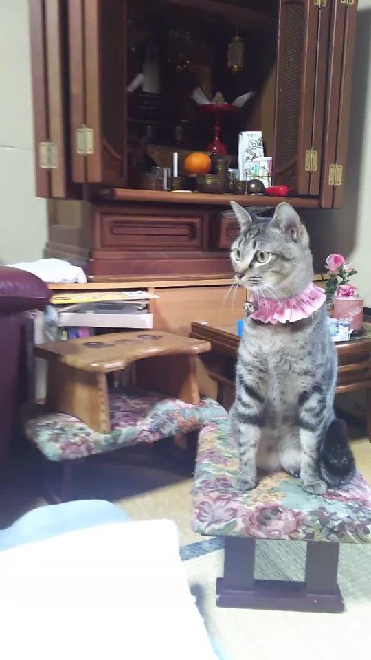 TikTok video thumbnail by shigure__0523