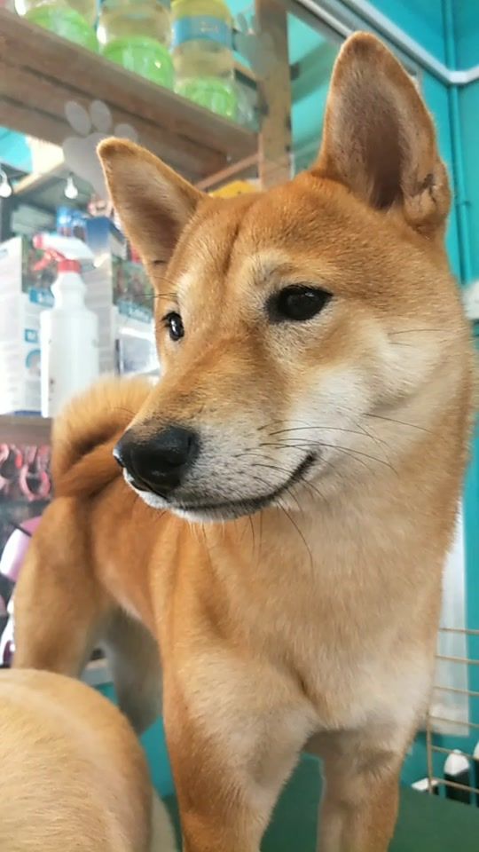 TikTok video thumbnail by genie0914