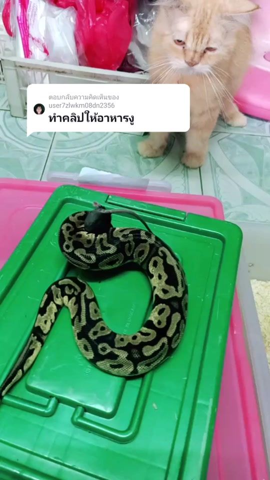 TikTok video thumbnail by haris_42
