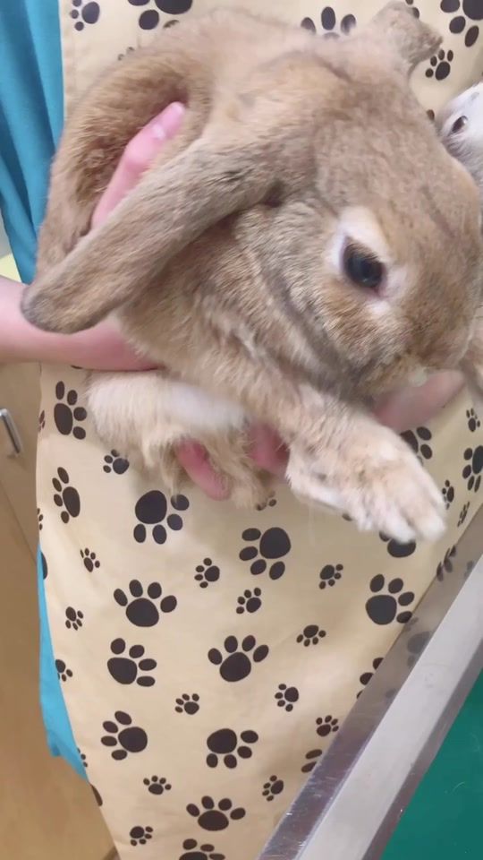 TikTok video thumbnail by rabbit_ra