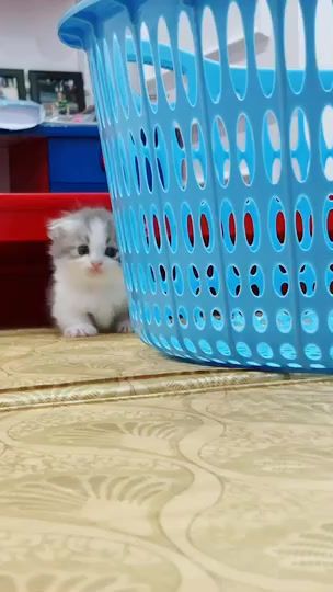 TikTok video thumbnail by bunnykittyhouse
