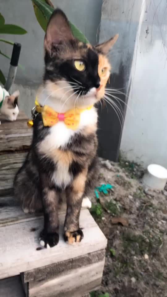 TikTok video thumbnail by c2.tan
