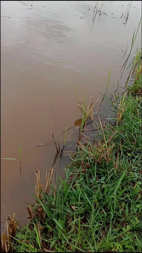 TikTok video thumbnail by piyawat292