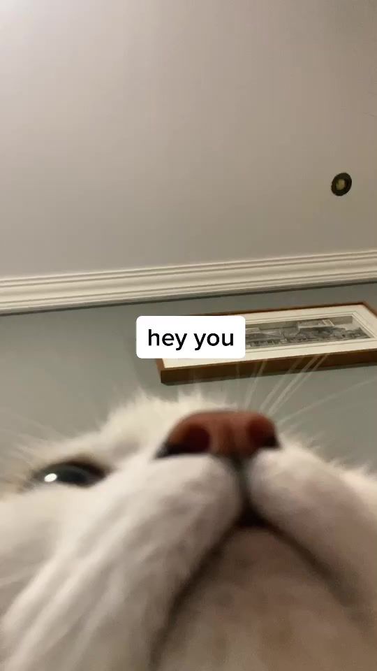 TikTok video thumbnail by tutiandyuki