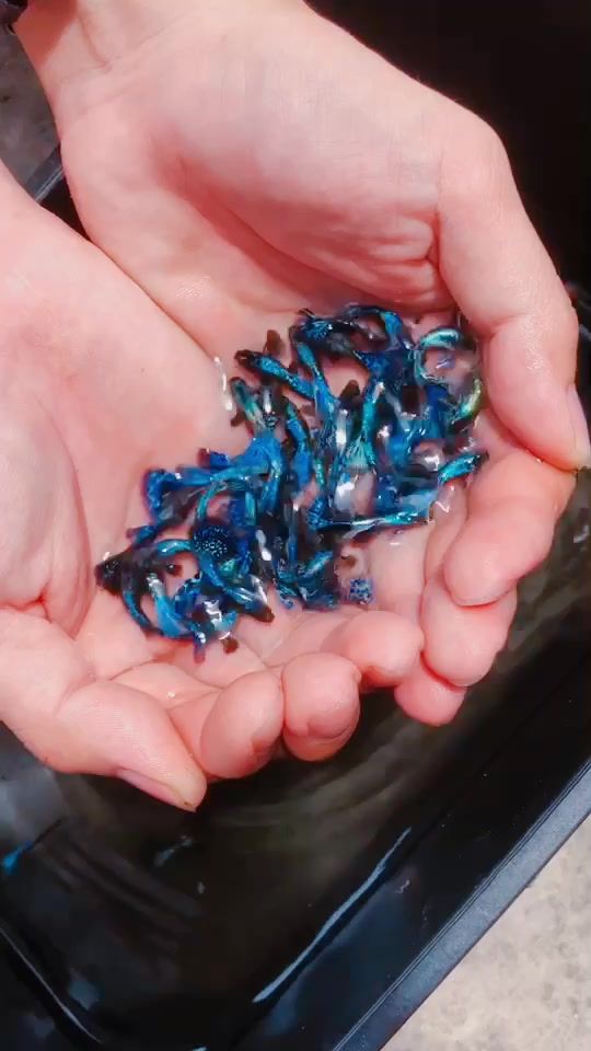 TikTok video thumbnail by vthdang