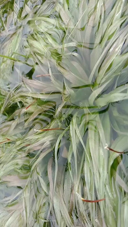 TikTok video thumbnail by thichay257