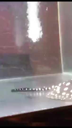 TikTok video thumbnail by to0701