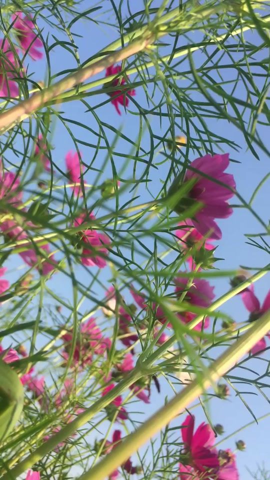 TikTok video thumbnail by ros2529