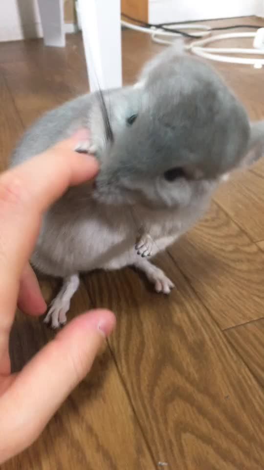 TikTok video thumbnail by kyon0303