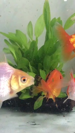 TikTok video thumbnail by game897