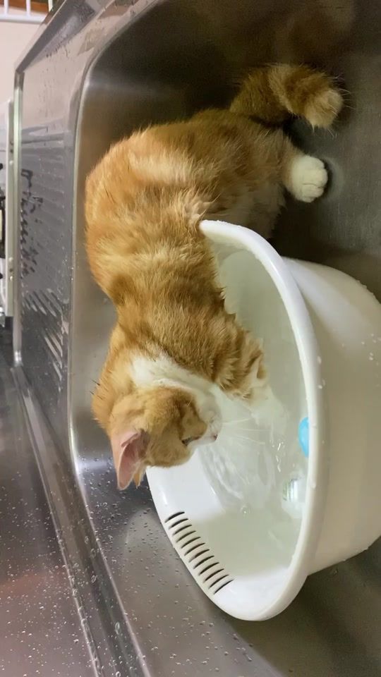 TikTok video thumbnail by cat_chu_life