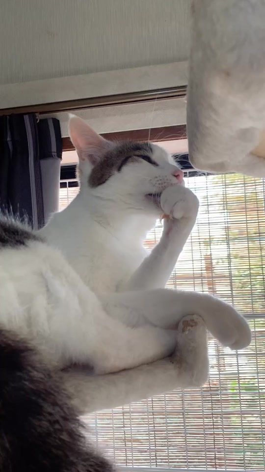 TikTok video thumbnail by sansevieria_73