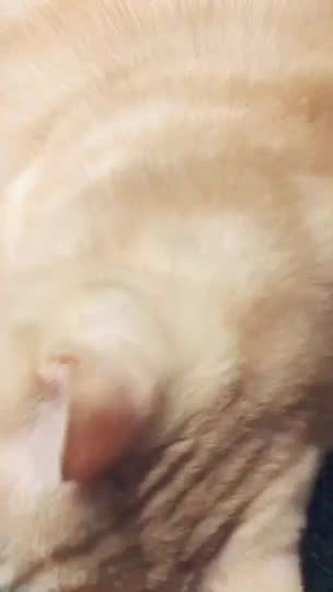 TikTok video thumbnail by hehehe0316