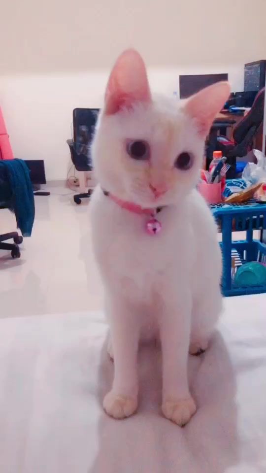 TikTok video thumbnail by melindanl