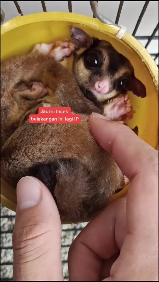 TikTok video thumbnail by argyadz19
