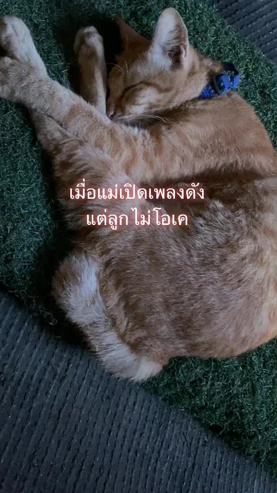 TikTok video thumbnail by inae_3666