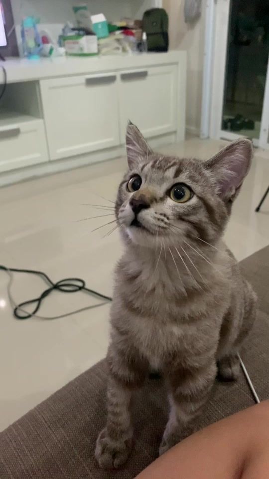 TikTok video thumbnail by oil_0219