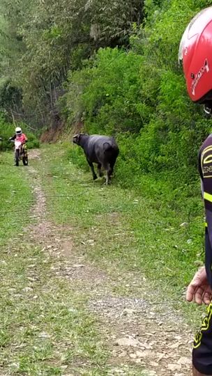 TikTok video thumbnail by anteng_pesek08