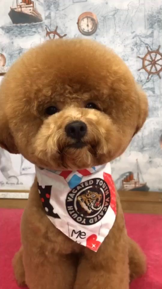 TikTok video thumbnail by hachiko_pet_spa
