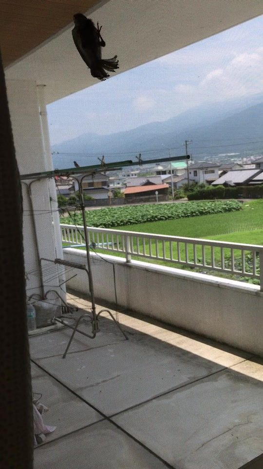 TikTok video thumbnail by wyoyoboy2001