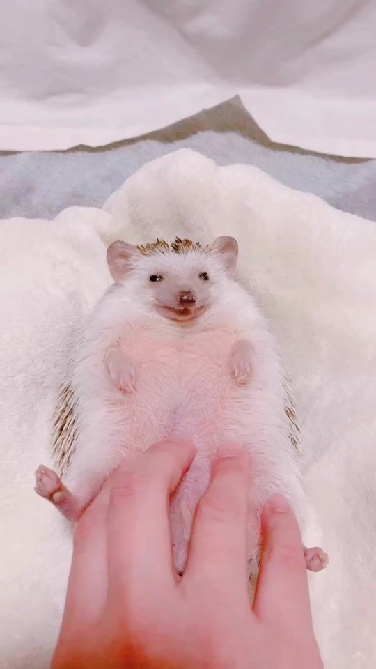 TikTok video thumbnail by grisgra