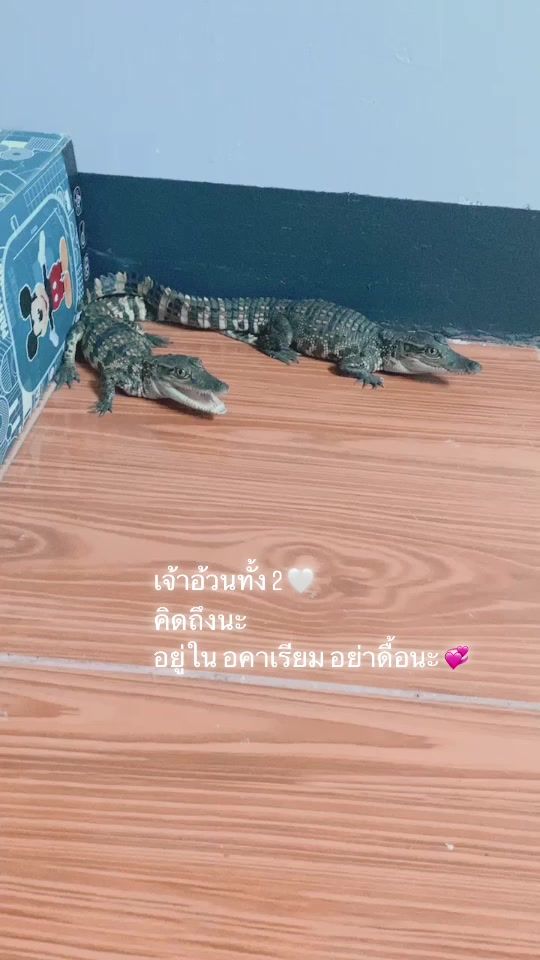 TikTok video thumbnail by sawitree.93