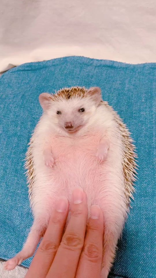 TikTok video thumbnail by grisgra