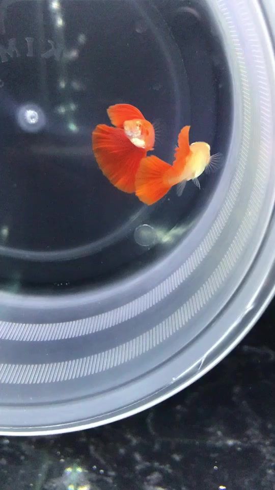 TikTok video thumbnail by hungvodich